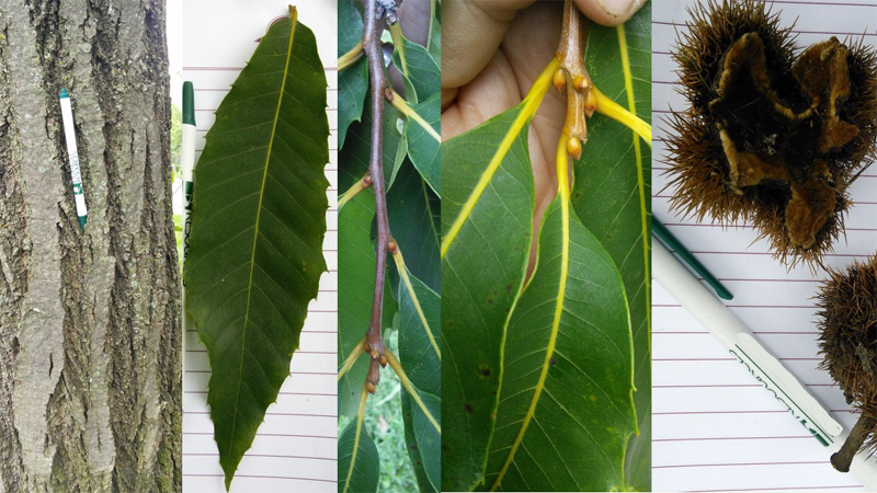 Tree ID Card