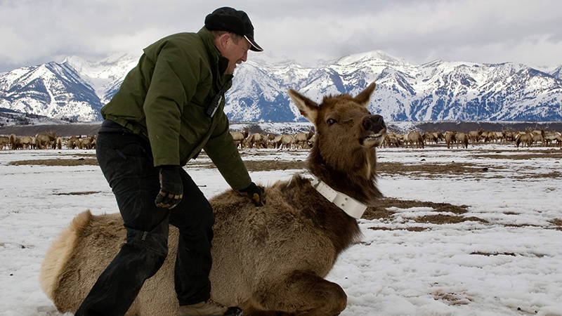 Kilpatrick with radio collared elk