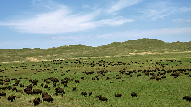 Cattle in Field